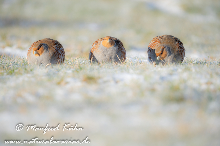 Rebhuhn ()_0098