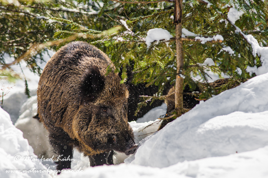 Wildschwein ()_0052