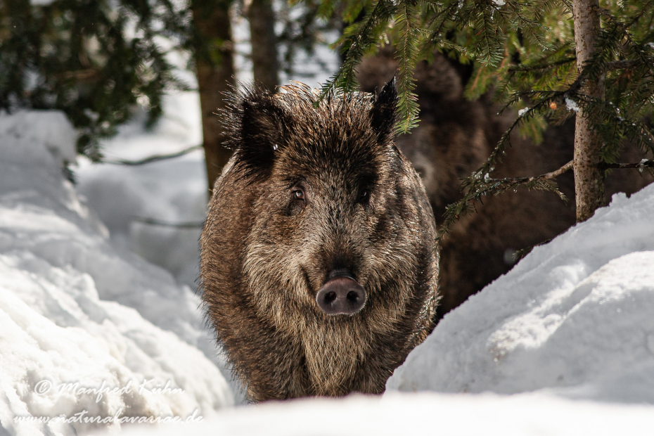 Wildschwein ()_0055
