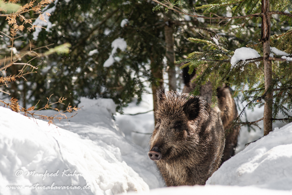 Wildschwein ()_0056