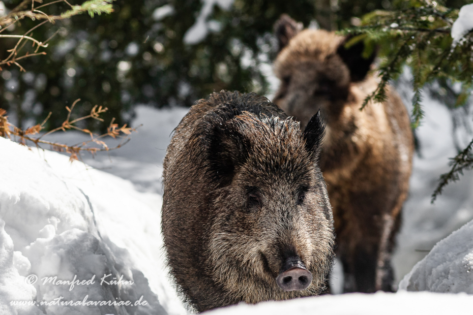 Wildschwein ()_0057