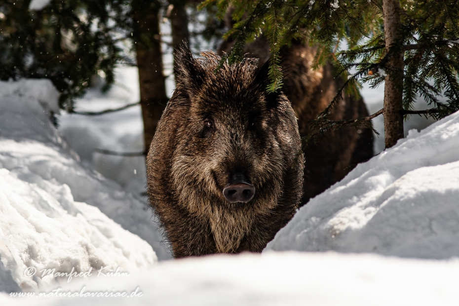 Wildschwein ()_0058