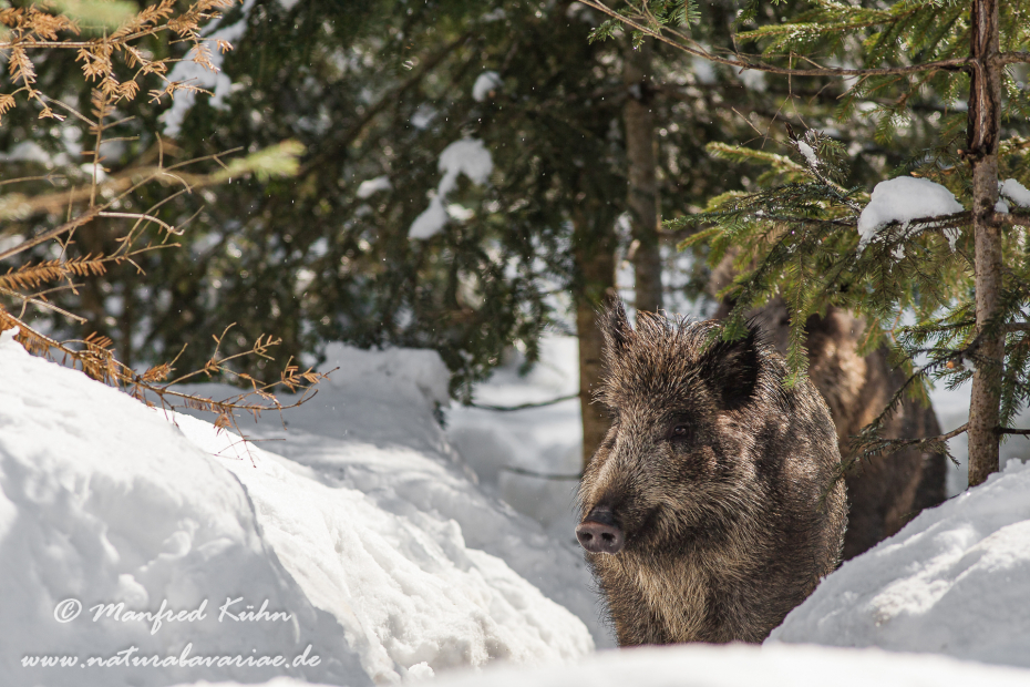 Wildschwein ()_0059