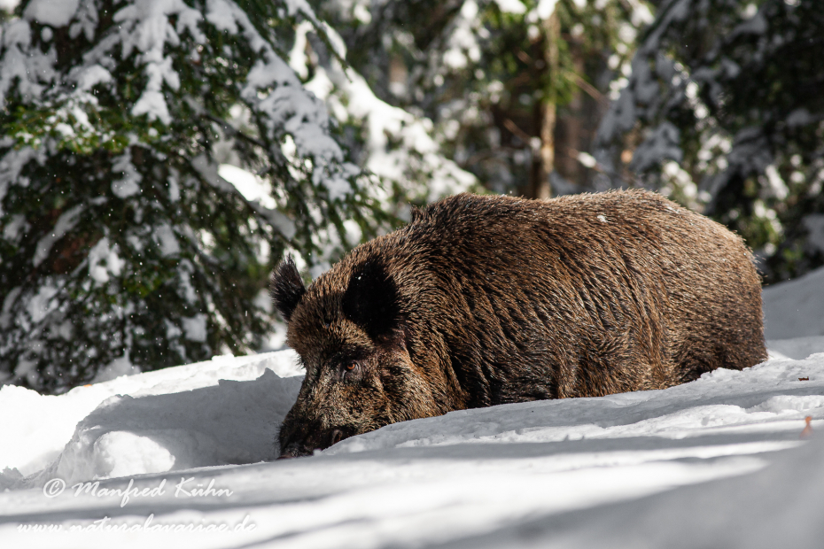 Wildschwein ()_0061
