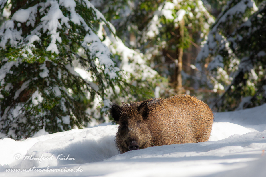 Wildschwein ()_0063