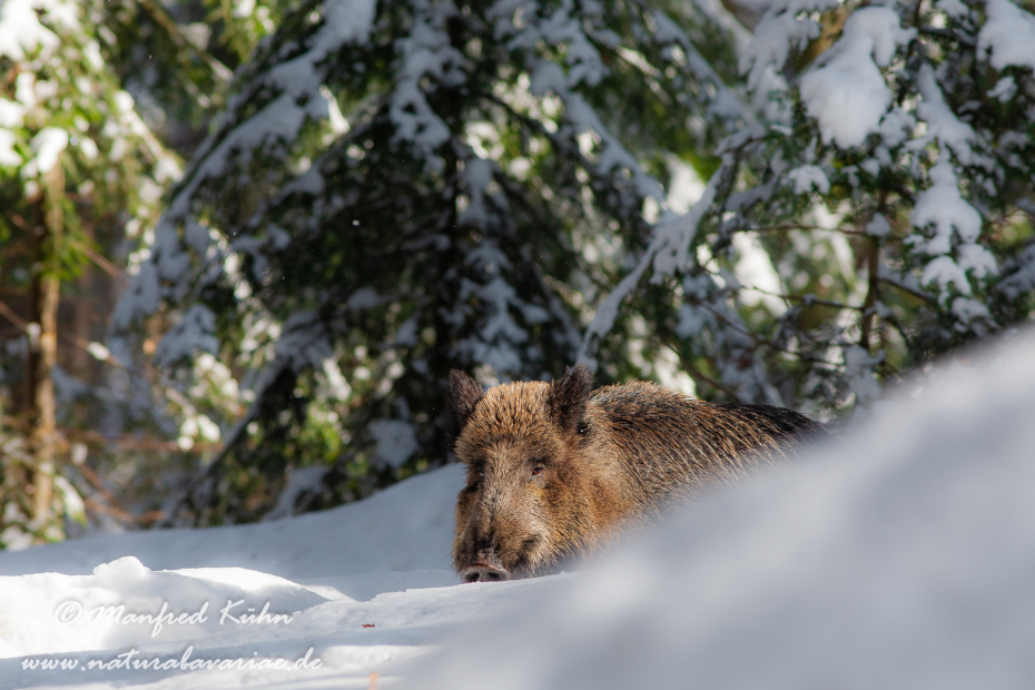 Wildschwein ()_0064