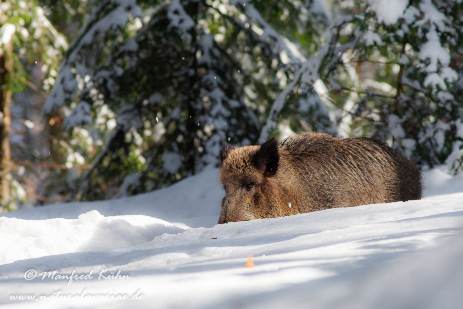 Wildschwein ()_0065