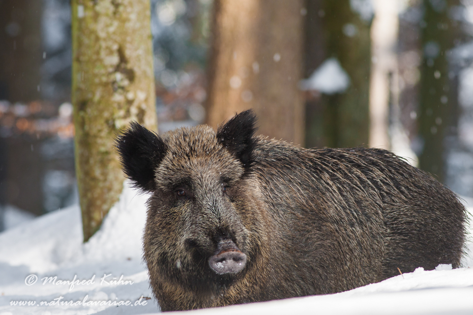 Wildschwein ()_0080