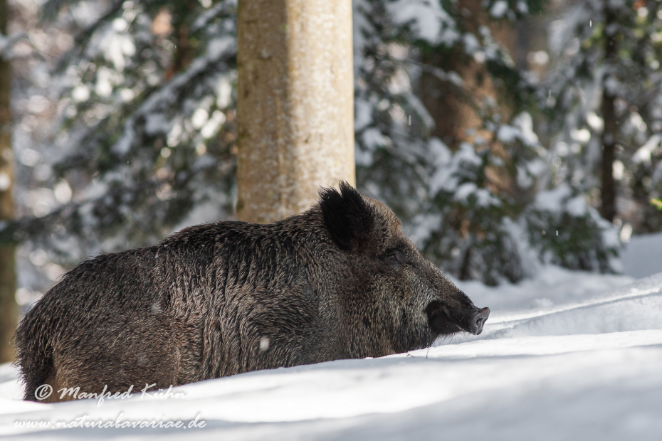 Wildschwein ()_0081
