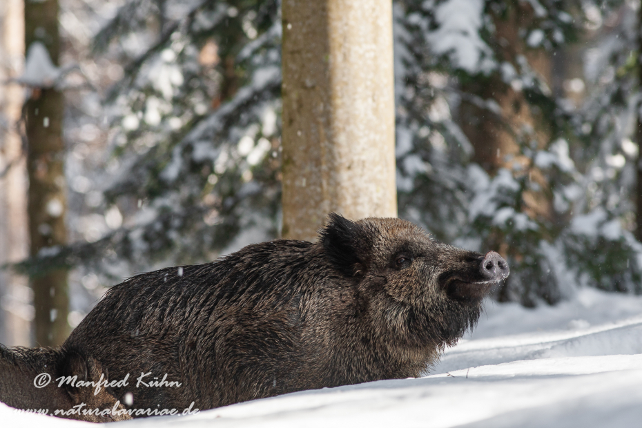 Wildschwein ()_0084