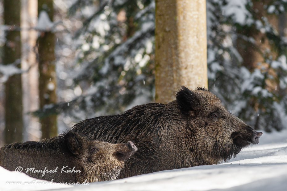 Wildschwein ()_0088