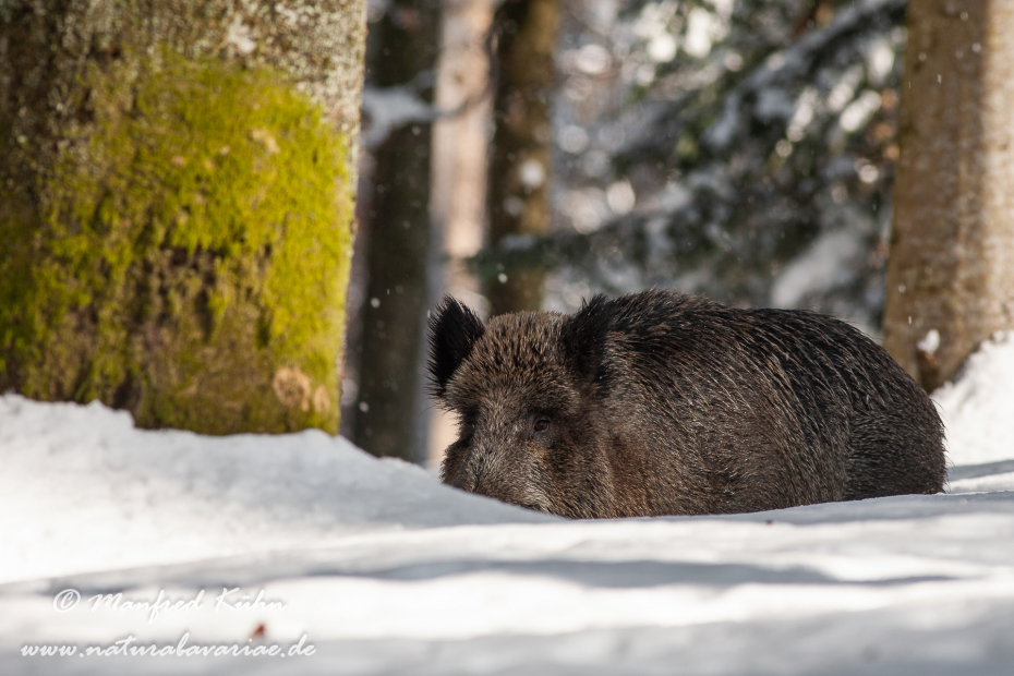 Wildschwein ()_0090