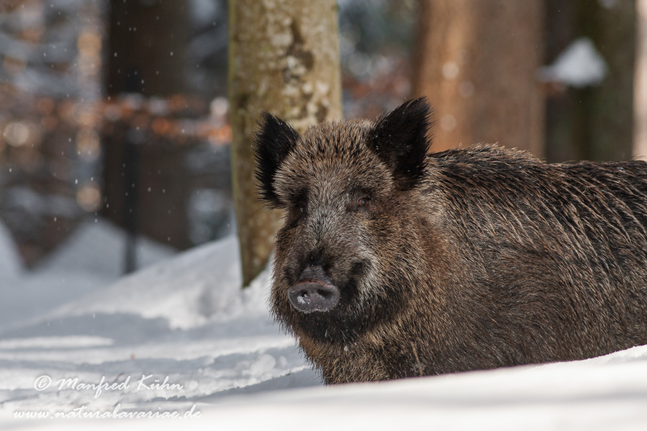Wildschwein ()_0093