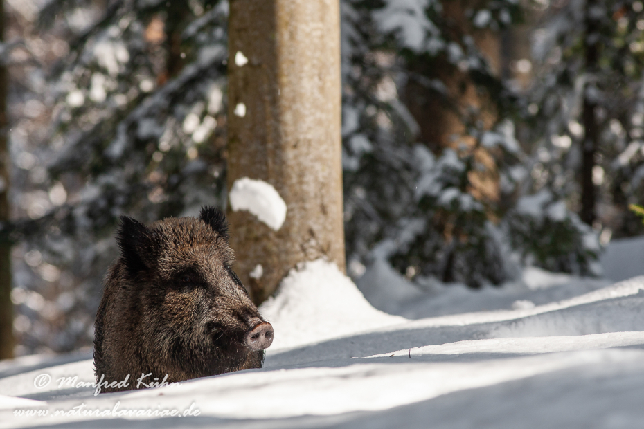 Wildschwein ()_0103