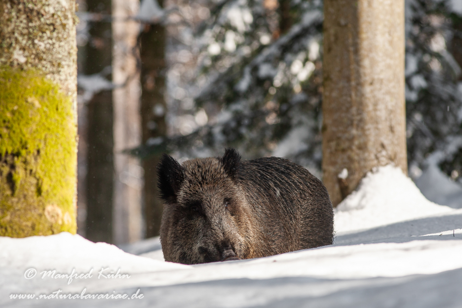 Wildschwein ()_0105