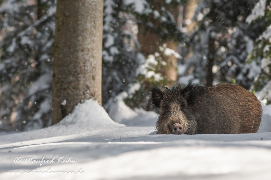 Wildschwein ()_0107