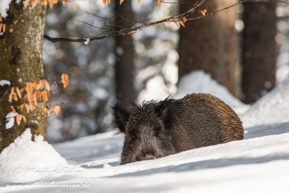Wildschwein ()_0109