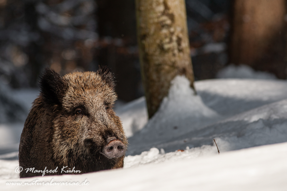 Wildschwein ()_0112