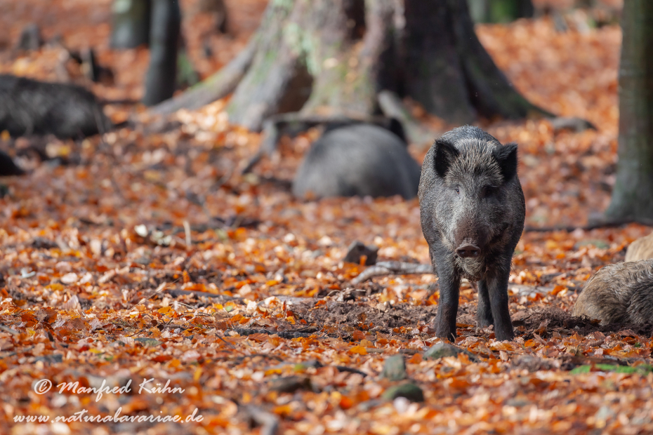 Wildschwein ()_0156