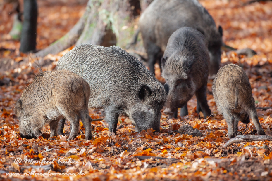 Wildschwein ()_0158