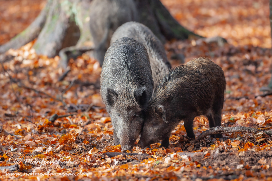 Wildschwein ()_0161