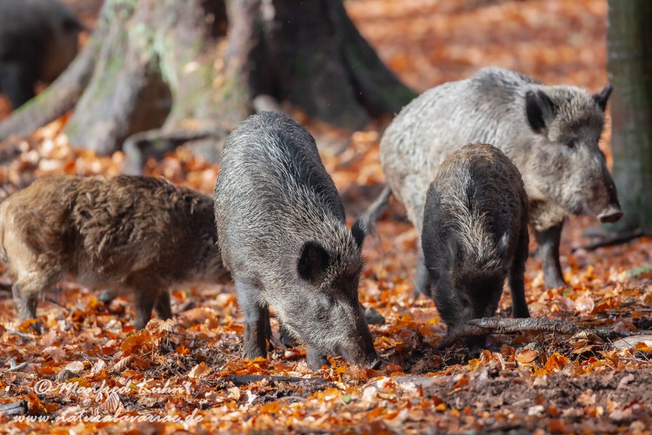 Wildschwein ()_0163