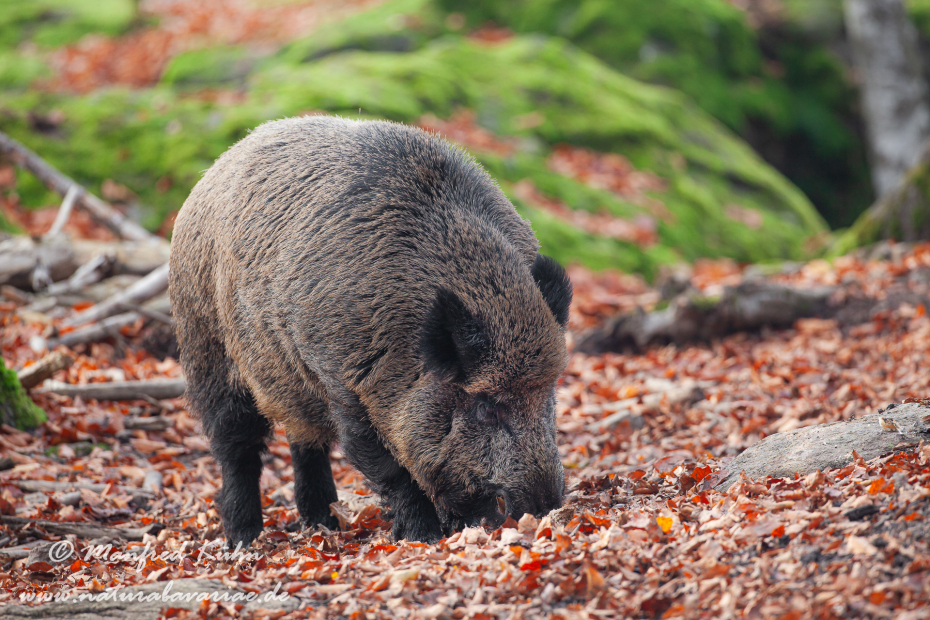 Wildschwein ()_0164