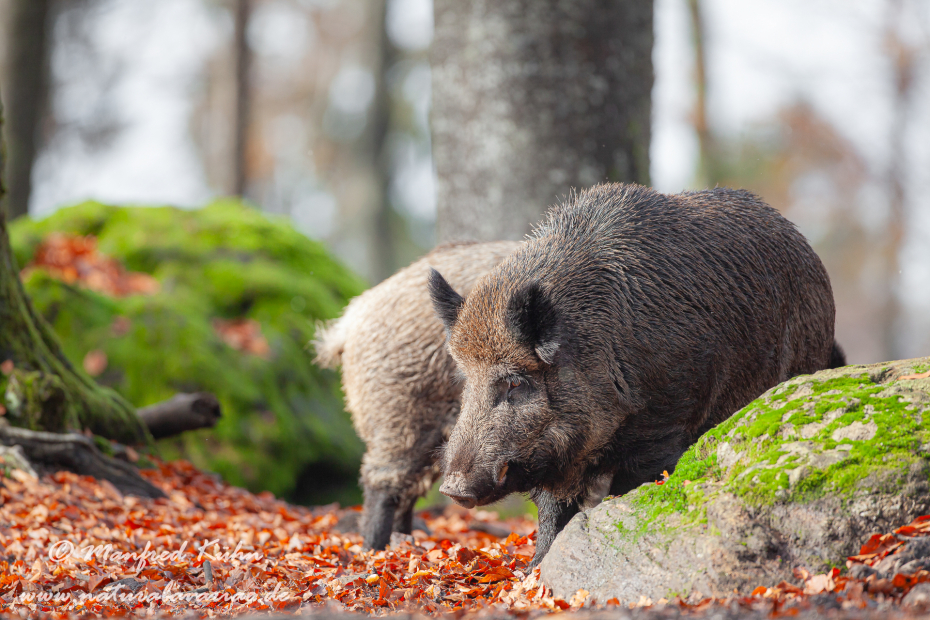 Wildschwein ()_0167