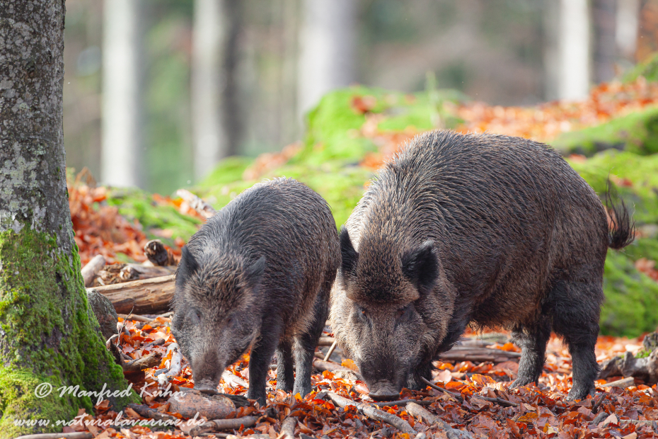 Wildschwein ()_0168