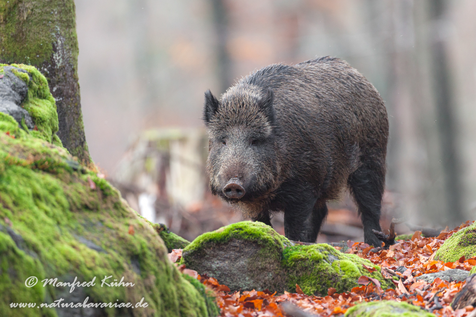 Wildschwein ()_0171