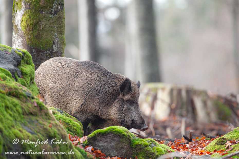 Wildschwein ()_0172