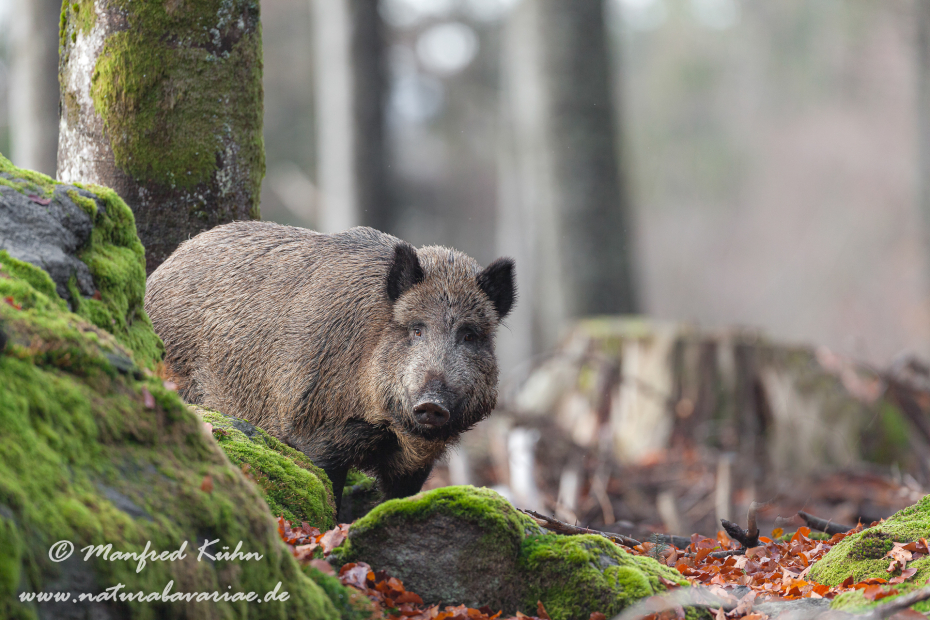 Wildschwein ()_0173