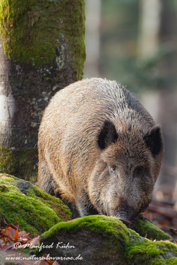 Wildschwein ()_0174
