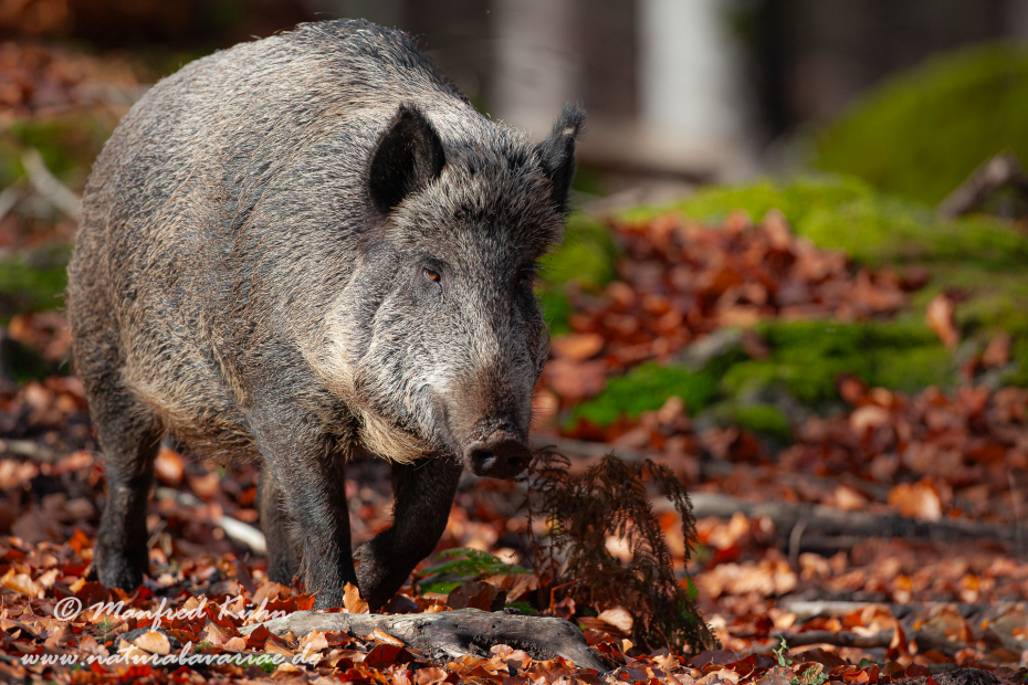 Wildschwein ()_0176