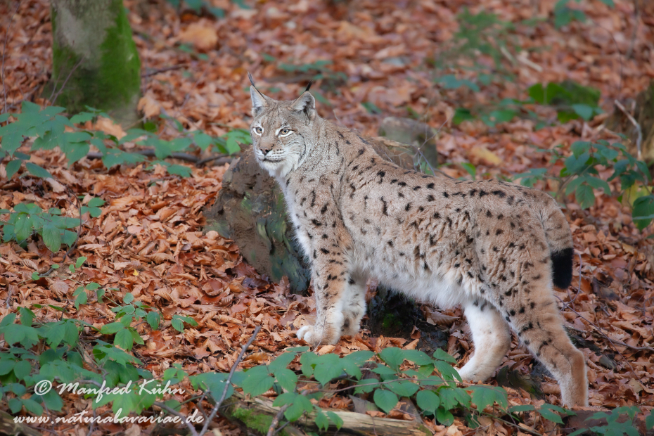Luchs (Europäischer)_0085