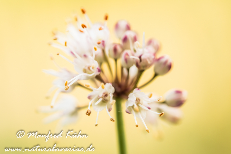 Lauch (Wohlriechender)_0010