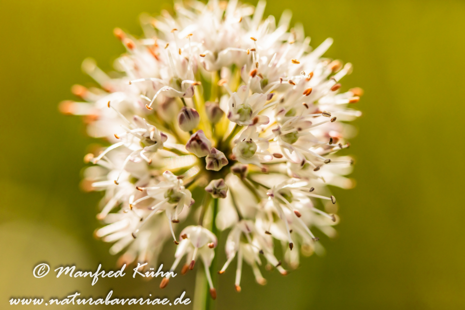 Lauch (Wohlriechender)_0012