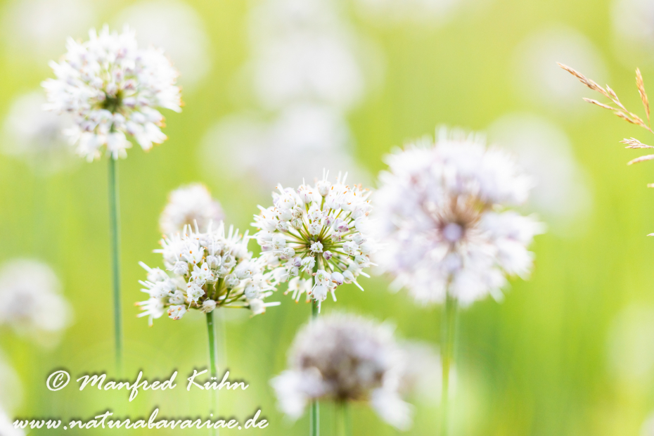 Lauch (Wohlriechender)_0022