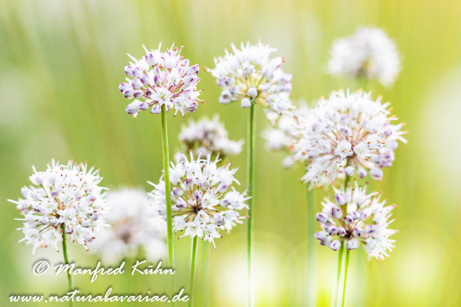Lauch (Wohlriechender)_0026