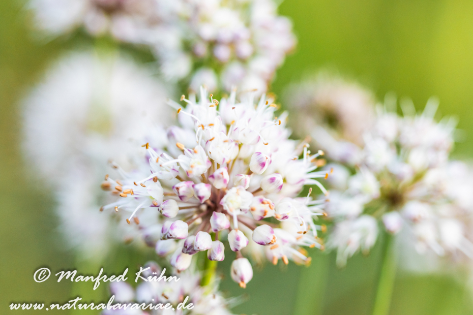 Lauch (Wohlriechender)_0028