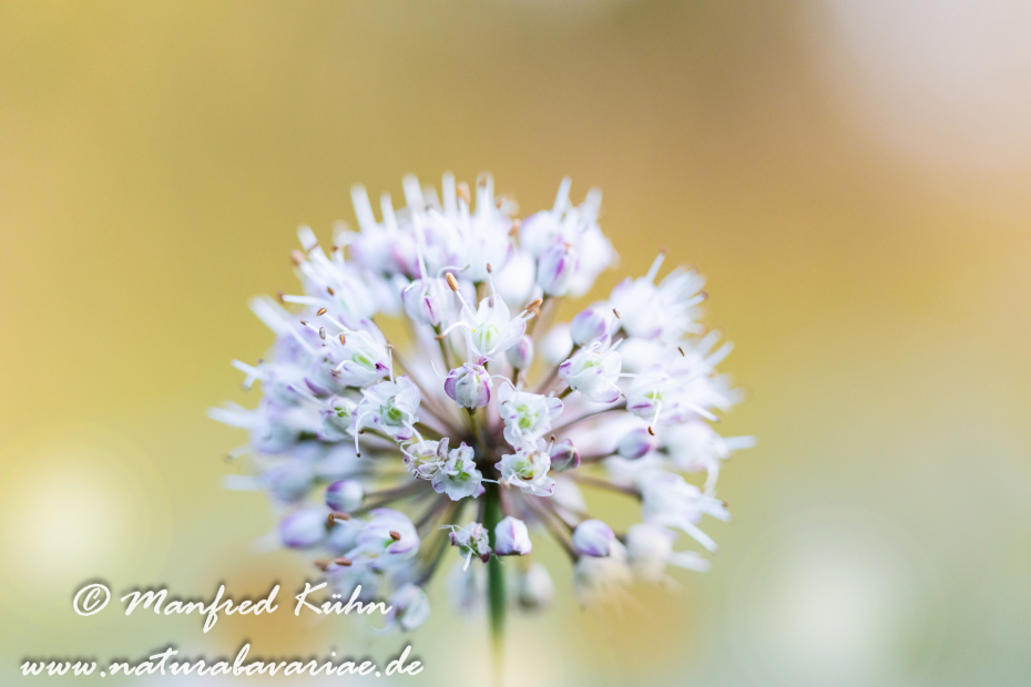 Lauch (Wohlriechender)_0032
