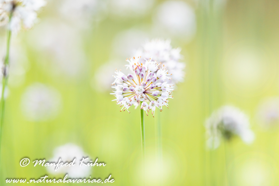 Lauch (Wohlriechender)_0044