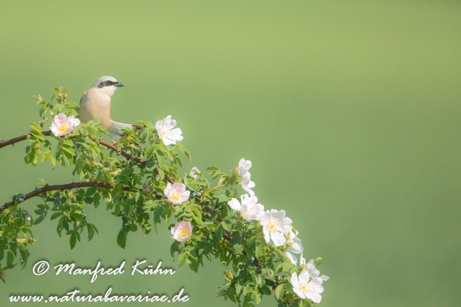 Neuntöter ()_0058
