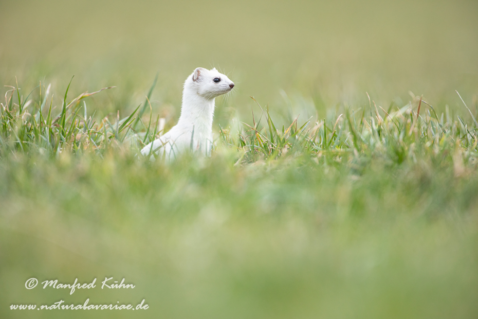 Hermelin ()_0041