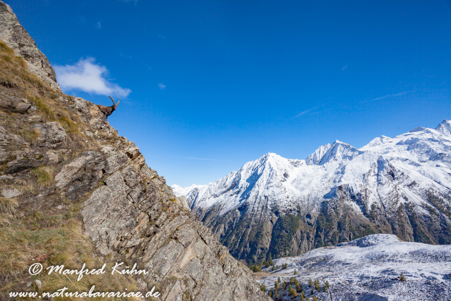 Steinbock (Alpen-)_0001
