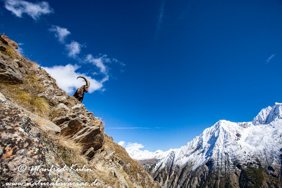 Steinbock (Alpen-)_0004