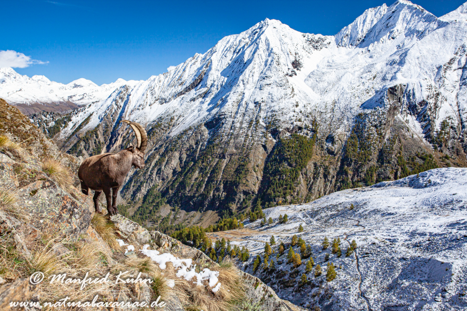 Steinbock (Alpen-)_0005