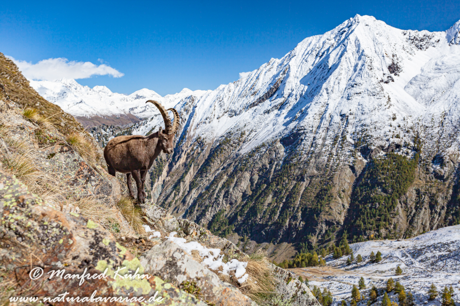 Steinbock (Alpen-)_0007