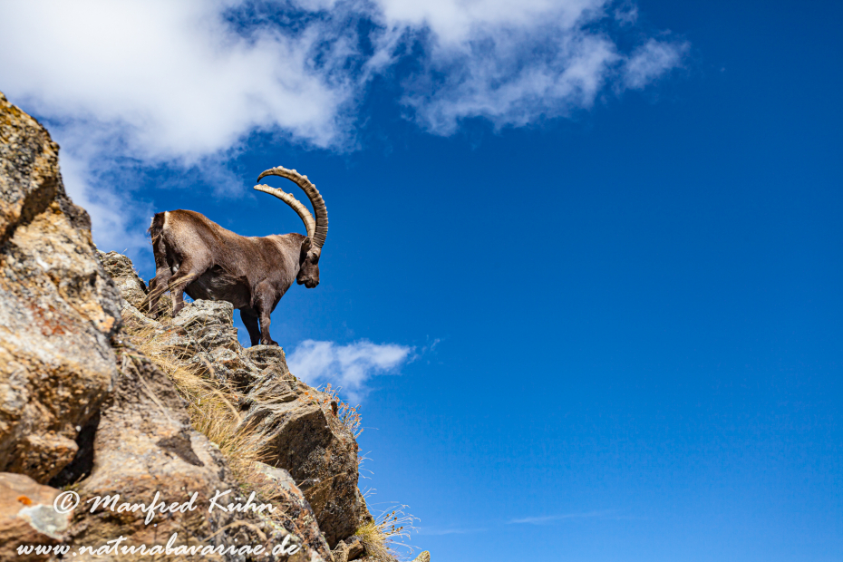 Steinbock (Alpen-)_0010