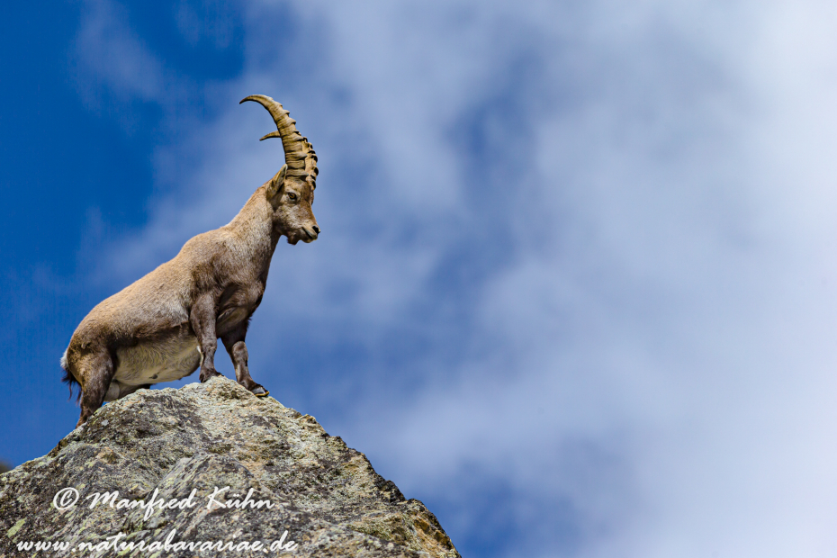 Steinbock (Alpen-)_0012